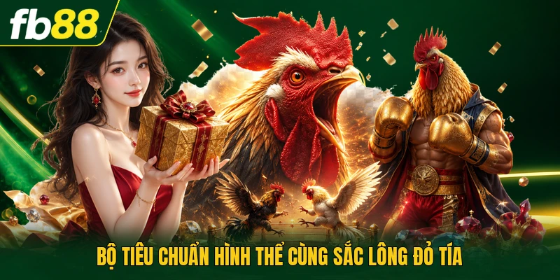 Bộ tiêu chuẩn hình thể cùng sắc lông đỏ tía