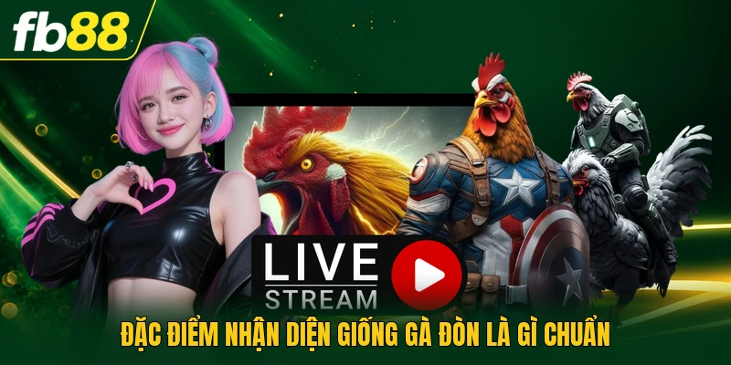 Gà Đòn Là Gì Khám Phá Phương Pháp Huấn Luyện Chuẩn Nhất 1 Đặc điểm nhận diện giống gà đòn là gì chuẩn
