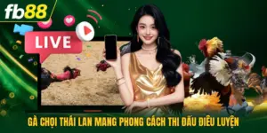 Gà Chọi Thái Lan Mang Phong Cách Thi Đấu Điêu Luyện
