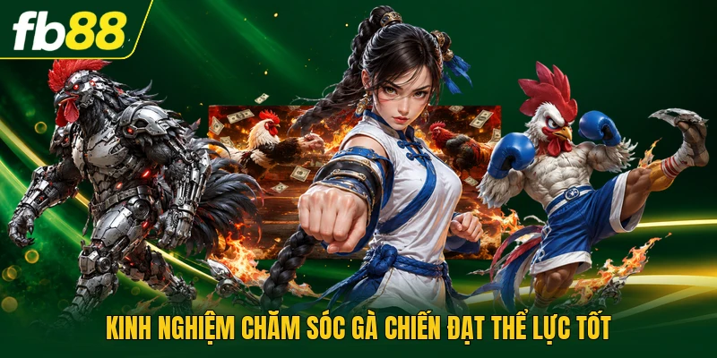 Gà Đòn Là Gì Khám Phá Phương Pháp Huấn Luyện Chuẩn Nhất 3 Kinh nghiệm chăm sóc gà chiến đạt thể lực tốt